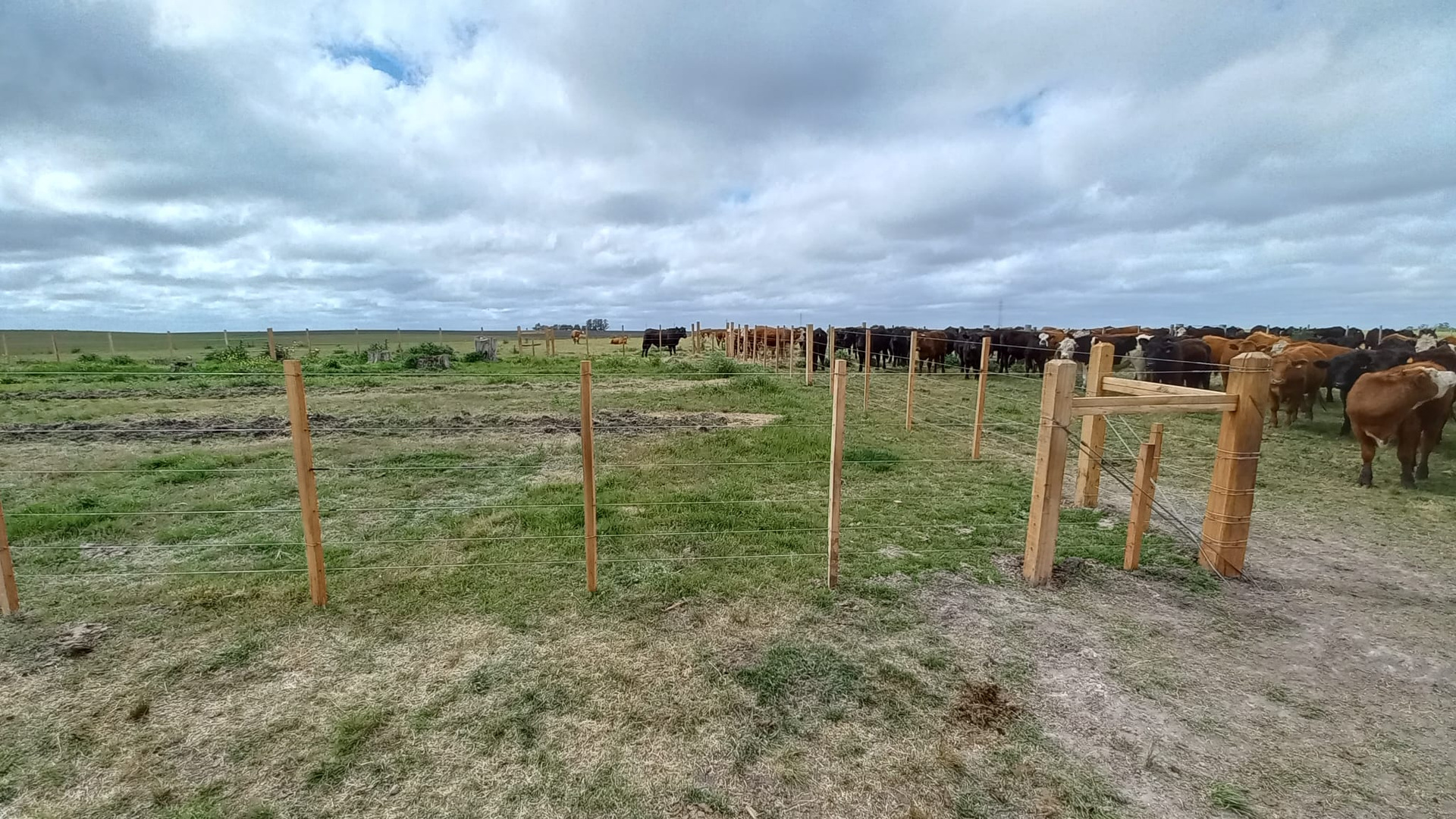 Alambrado en un área productiva con ganado